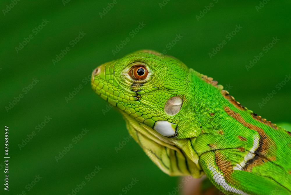 Naklejka premium Iguana green in close-up with green background. South American and Brazilian biodiversity.