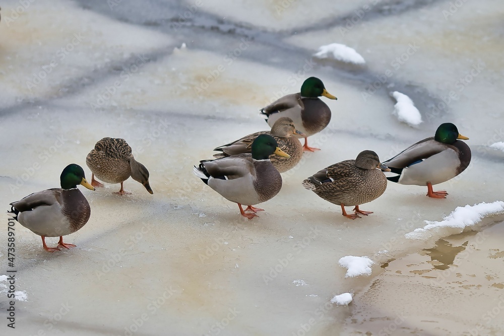 Fototapeta premium Mallard ducks on the ice a frozen river