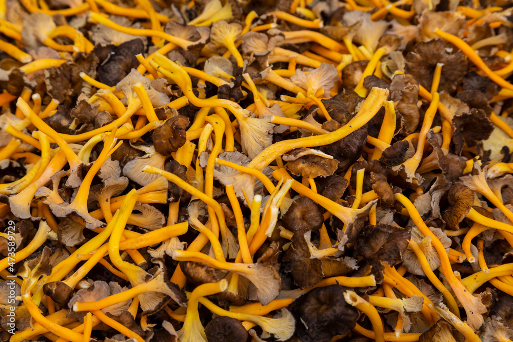 Trompetas amarillas o angulas de monte (cratherellus lutescens). Seta, otoño. (camagroc en catalán)