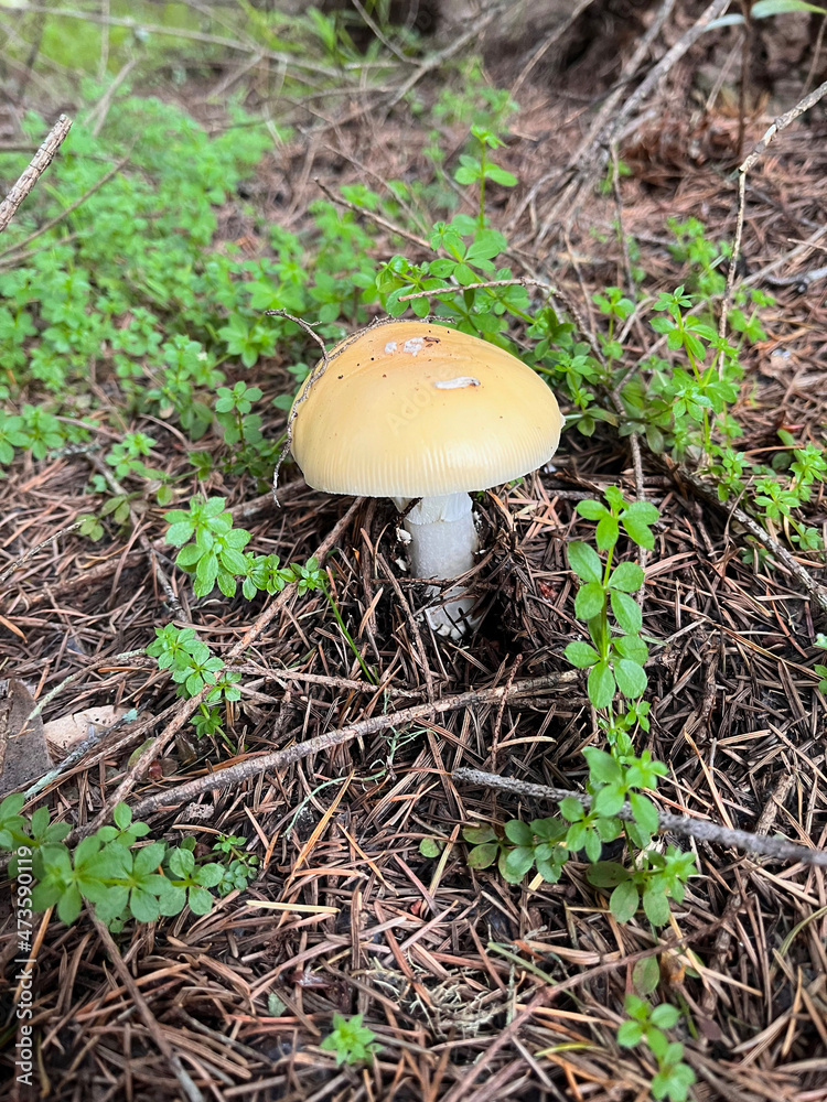 mushroom in the grass mushroom in the grass