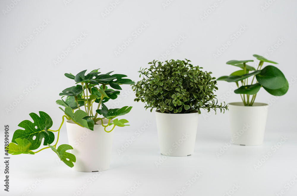 Fototapeta premium Three kinds of artificial plants on a white background. Monstera, boxwood, pilea peperomia. High quality photo.