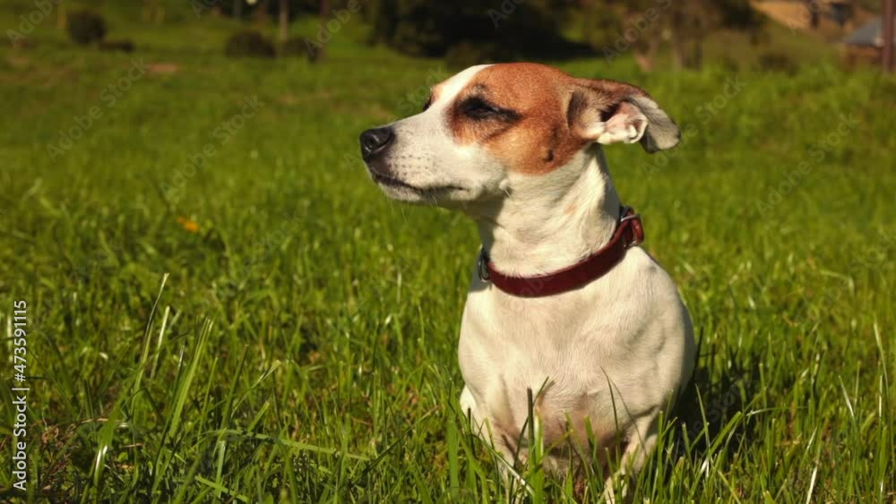 collar dog sitting on the grass and sniffing the fresh air collar dog sitting on the grass and sniffing the fresh air