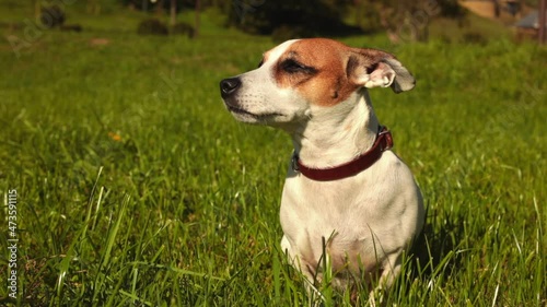 collar dog sitting on the grass and sniffing the fresh air