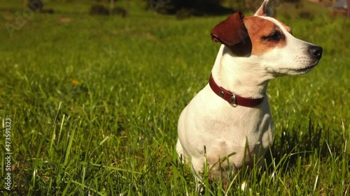 jack Russell terrier sitting and sniffing air and  looking to the side in the park