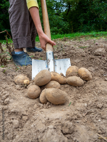 Close-up of a woman digging up large potato tubers with a shovel, The concept of a good harvest, harvesting. Side view, selective focus