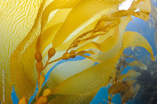 Apical end giant brown kelp, macrocystis pyrifera, Anacapa Island, California, USA photo