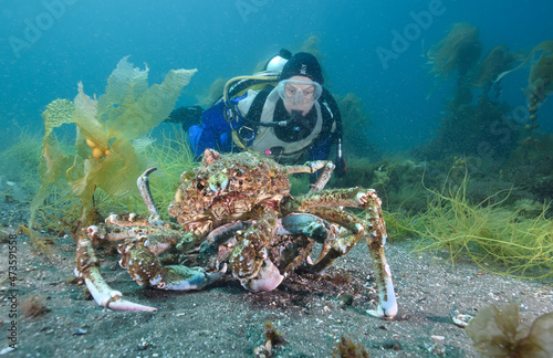 Mating masking crabs, Loxorhynchus crispatus, Anacapa Island, California, USA photo