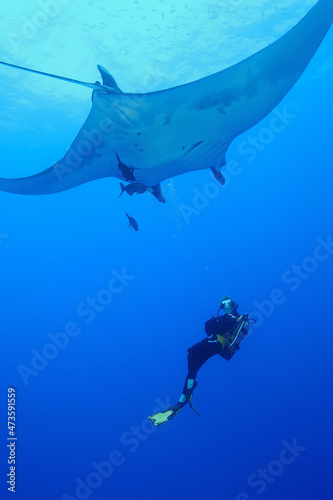 Lone scuba diver and giant manta, Manta birostris, Revillagigedo Islands, San Benedicto Island, Mexico