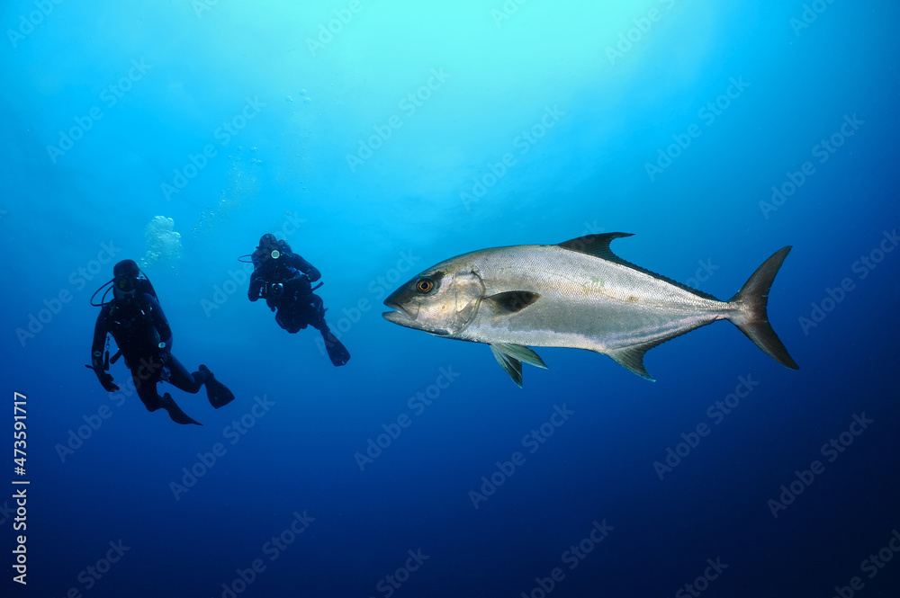 Scuba divers view bar jack, Caranx ruber, North Carolina, USA Scuba divers view bar jack, Caranx ruber, North Carolina, USA