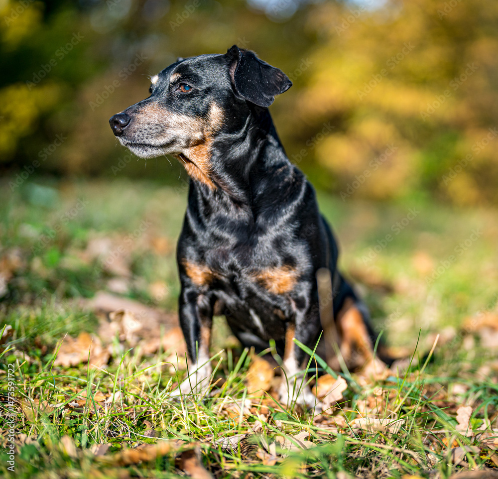 dog in autumn park dog in autumn park