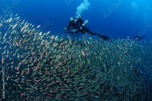 Scuba divers swim with school of vermillion snapper, Rhomboplites aurorubens, and other snappers, Lutjanidae, North Carolina, USA