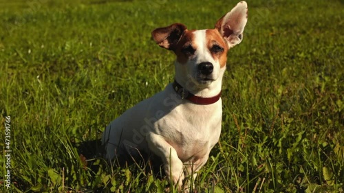 jack russell ear swings in the wind in the park in summer