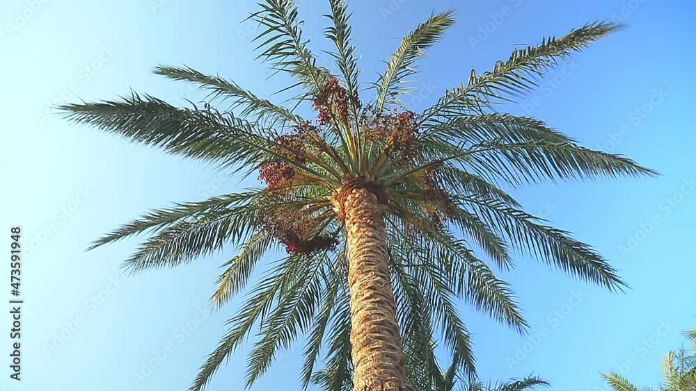 Date palms tops sway against the blue sky, shot from below Date palms tops sway against the blue sky, shot from below