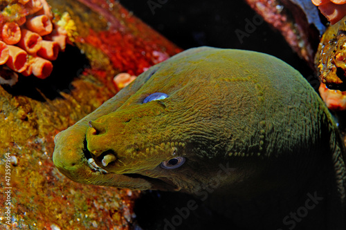 Panamic green moray eel, Gymnothorax castaneus, in crevice, Revillagigedo Islands, Roca Partida, Mexico photo