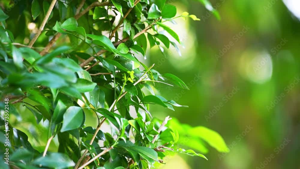 Background of tropical tree leaves swaying in the breeze with patterns forming from their shape and the way sunlight and shadow is falling on the leaves. Background of tropical tree leaves swaying in the breeze with patterns forming from their shape and the way sunlight and shadow is falling on the leaves.