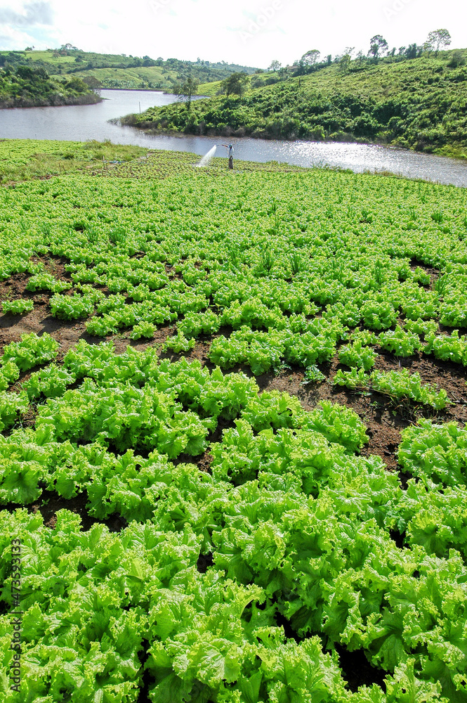 Lettuce planting in Lagoa Seca, Paraiba, Brazil on August 10, 2004. Brazilian agribusiness.