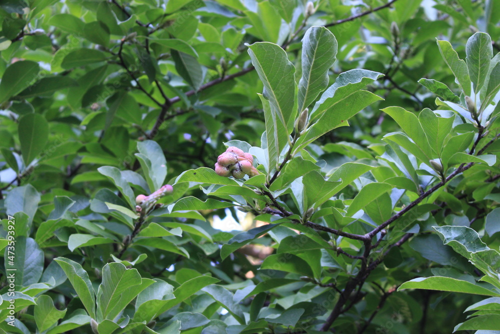 Seeds ripen on a magnolia tree on a sunny autumn day. They are vibrant and reminiscent of exotic fruits.