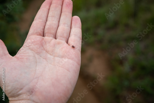 Small tick below the small finger in the palm of an caucasian hand © Willem