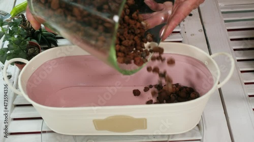 Close-up view of woman filling container with ceramsite hydro balls. Cropped shot of female hands pouring ceramsite hydro balls and repotting houseplants. Hydroponic concept photo