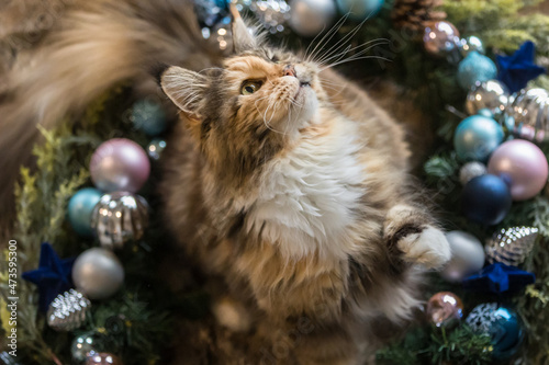 Katze im Weihnachtskranz © Nadine Haase