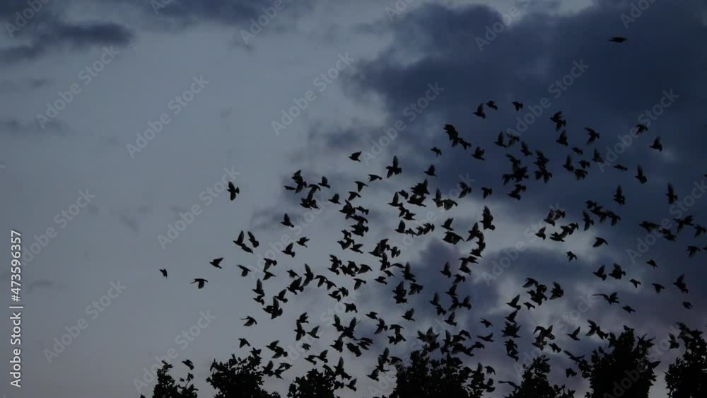 Flock of birds, Starlings (Sturnus vulgaris) surrounding their sleeping tree. France