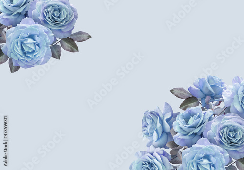 Fototapeta Naklejka Na Ścianę i Meble -  Floral banner, header with copy space. Blue roses isolated on pastel background. Natural flowers wallpaper or greeting card.