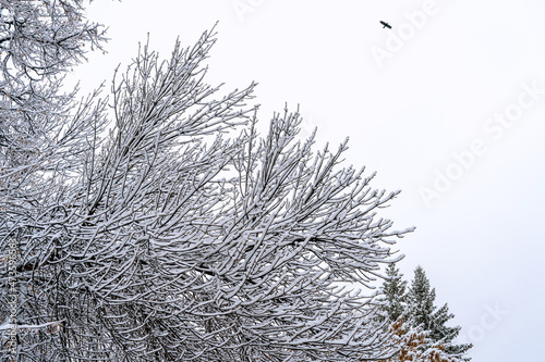 Winter day. The branches of the trees are covered with snow.