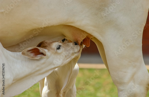 Livestock. Ox calf suckling on the teat. photo