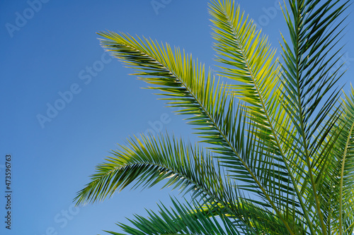 branches of a palm tree against a blue sky. vegetation of the tropics. 