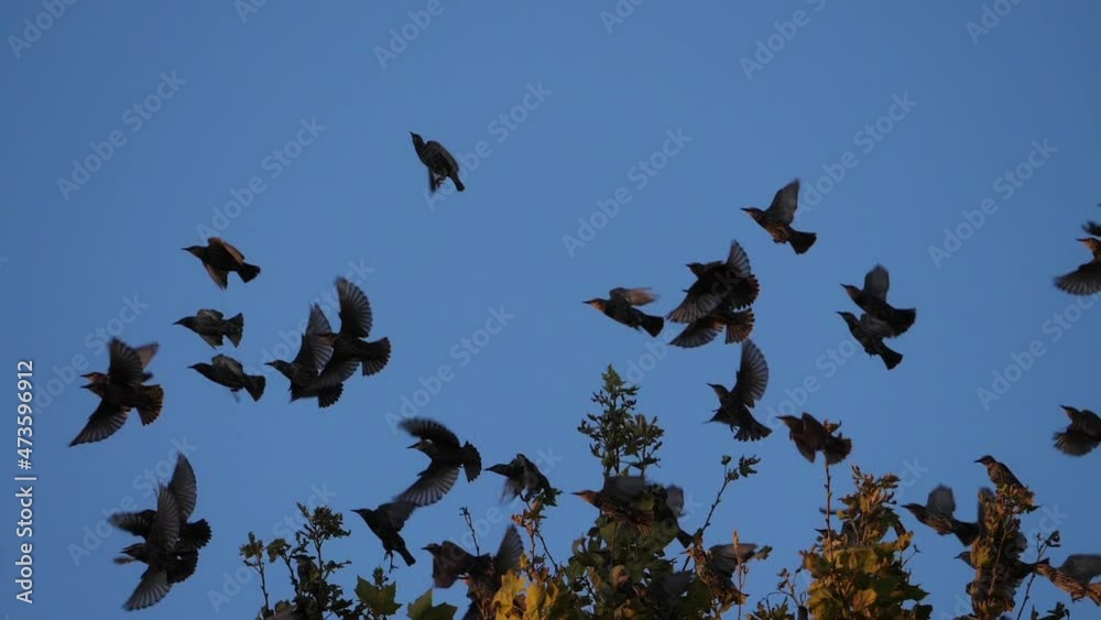 Flock of birds, Starlings (Sturnus vulgaris) surrounding their sleeping tree. France