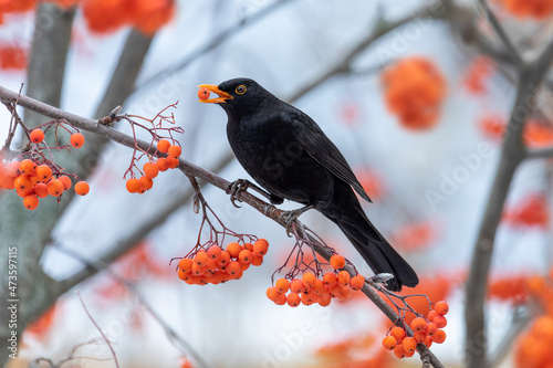 Blackbird eating the fruit of the rowan tree perched on its branches photo