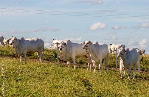 Livestock. Nelore cattle in Bananeiras, Paraíba, Brazil