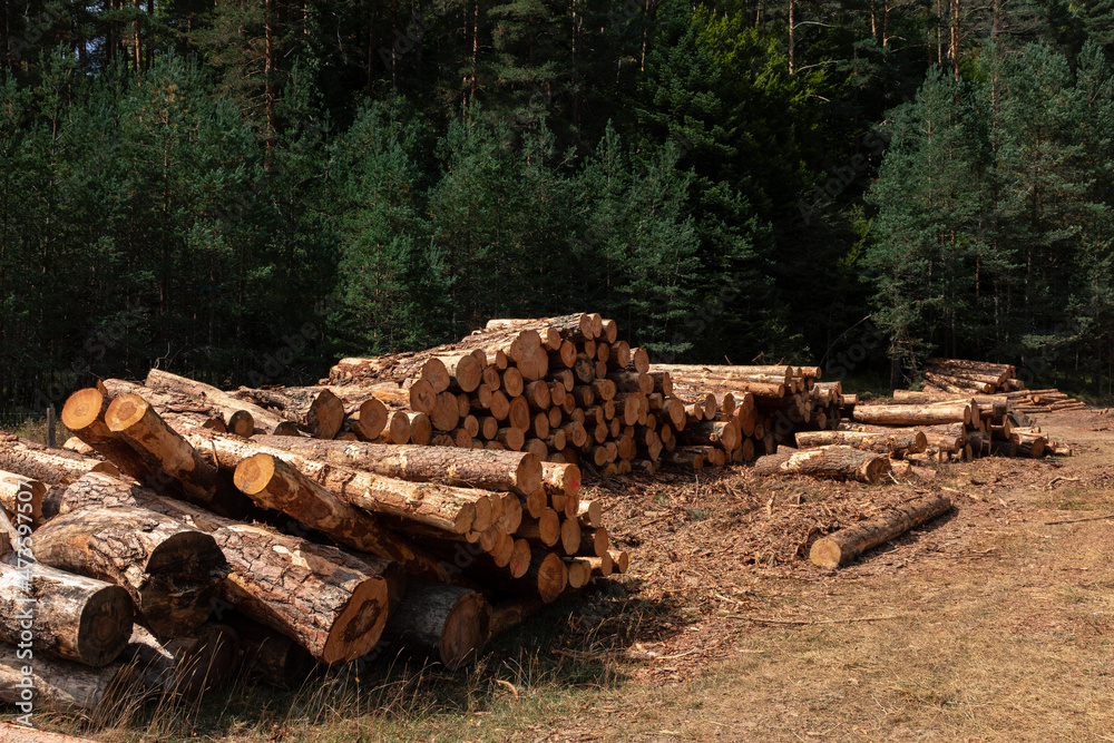 Pile of logs in the forest. Forest management Pile of logs in the forest. Forest management
