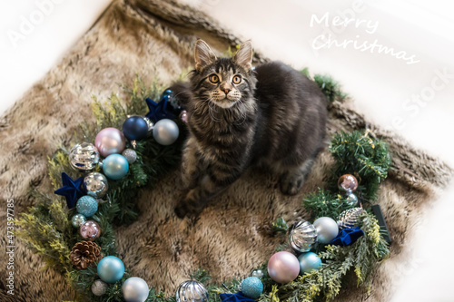 Katze im Weihnachtskranz © Nadine Haase