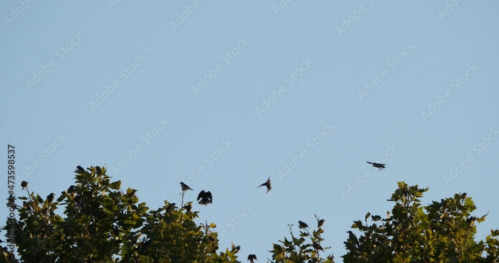 Flock of birds, Starlings (Sturnus vulgaris) surrounding their sleeping tree. France Flock of birds, Starlings (Sturnus vulgaris) surrounding their sleeping tree. France