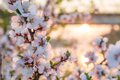 a close-up of cherry blossoms in the garden, the background is blurred in the evening light