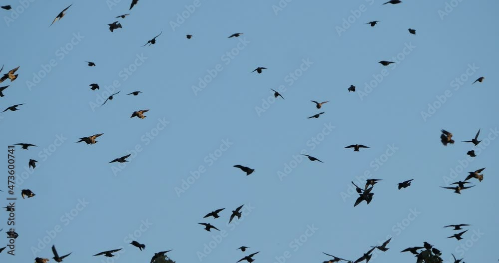 Flock of birds, Starlings (Sturnus vulgaris) surrounding their sleeping tree. France