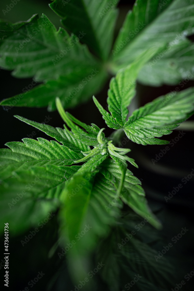 green cannabis bush close-up in the dark