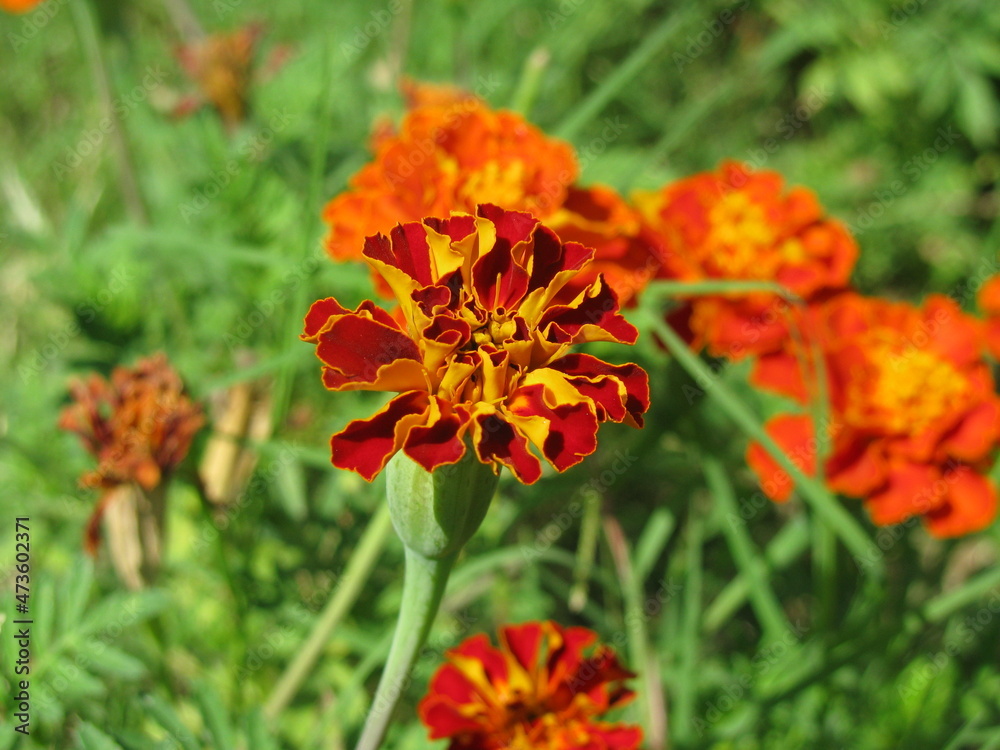 Red-orange flowers in the garden. Closeup shot. Selective focus on the nearest flower.