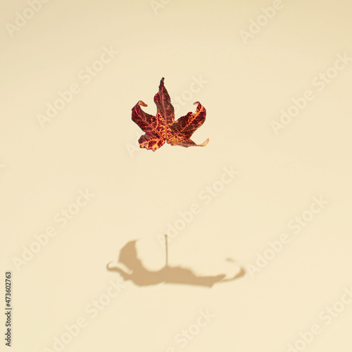 Obraz na plátně Dry maple leaf and oversized shadow on the beige wall
