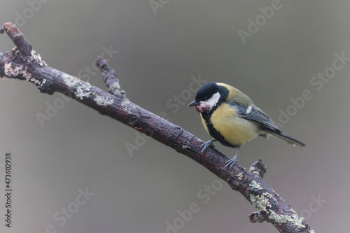 Great Tit Parus major infected by a poxvirose