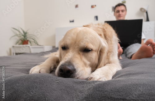A man plays with a dog during a break from work at a laptop. A freelancer petting his dog in the bedroom on the bed and looking at the computer.