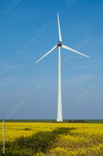 Wind turbine near a field with rapeseed  © sanderstock