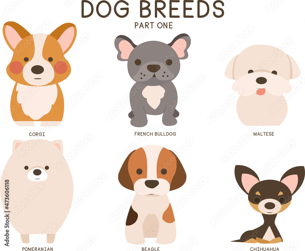 Obraz premium Vector set of six small dog breeds: Corgi, French Bulldog, Maltese, Pomeranian, Beagle and Chihuahua.