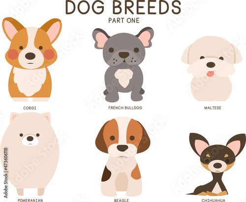 Vector set of six small dog breeds: Corgi, French Bulldog, Maltese, Pomeranian, Beagle and Chihuahua.