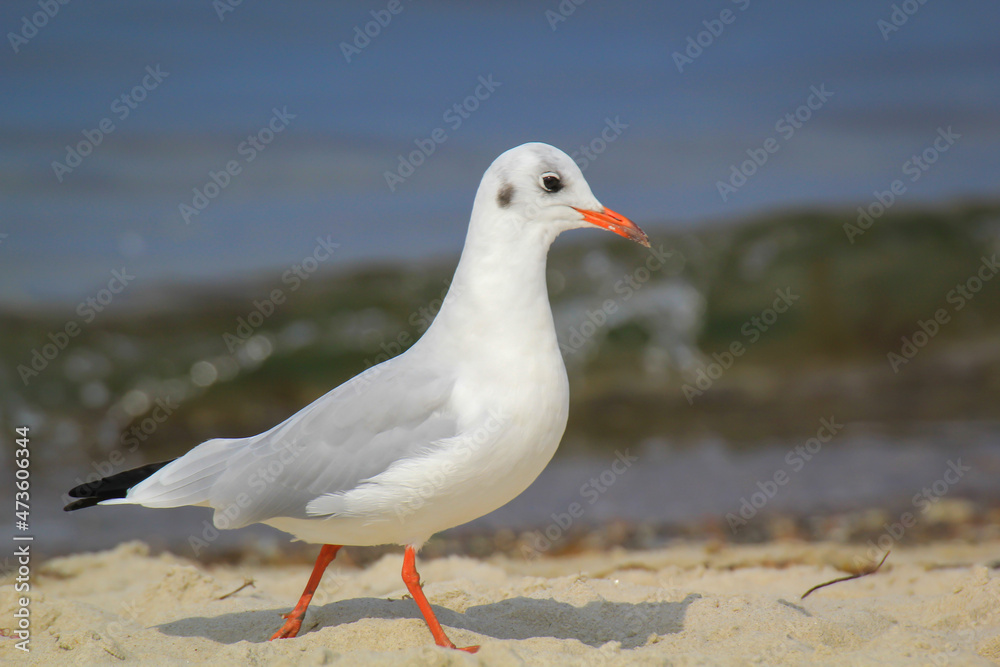 Eine Lachmöwe an der Ostsee. Lachmöwen sind eine kleinere Art von Möwen, sie werden nicht ganz so groß. Eine Lachmöwe an der Ostsee. Lachmöwen sind eine kleinere Art von Möwen, sie werden nicht ganz so groß.