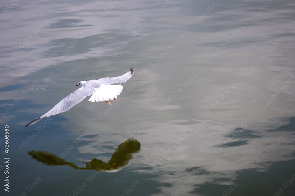Eine Lachmöwe an der Ostsee. Lachmöwen sind eine kleinere Art von Möwen, sie werden nicht ganz so groß. Eine Lachmöwe an der Ostsee. Lachmöwen sind eine kleinere Art von Möwen, sie werden nicht ganz so groß.