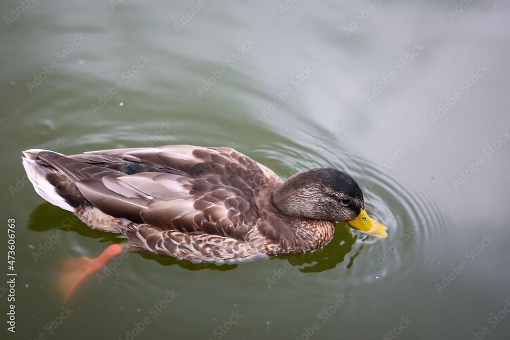 Stockenten in einem Teich. Die Stockente ist eine Vogelart und gehört zu den Entenvögeln. Stockenten in einem Teich. Die Stockente ist eine Vogelart und gehört zu den Entenvögeln.