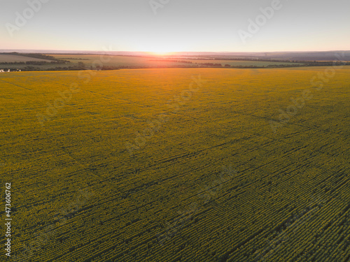Aerial view of sunflower field. Agriculture shot of sunflowers