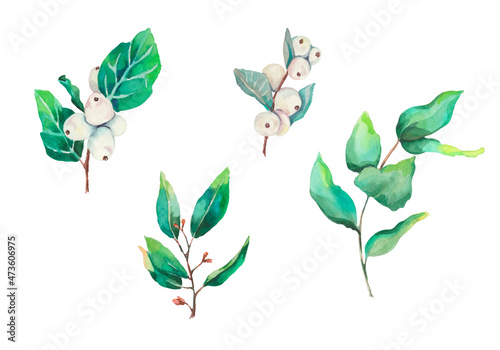 Watercolor set of winter flowers and green leafs. Winter flower and plants. Botanical illustration. Hand drawn watercolor elements isolated on white background. Green and white. Snow flowers
